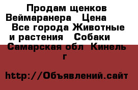 Продам щенков Веймаранера › Цена ­ 30 - Все города Животные и растения » Собаки   . Самарская обл.,Кинель г.